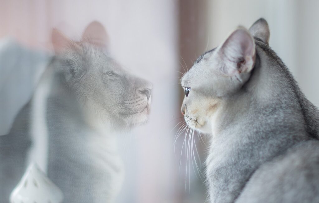 cat, lion, mirror image-7118892.jpg